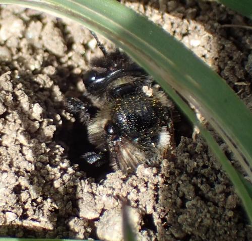 Andrena sp.